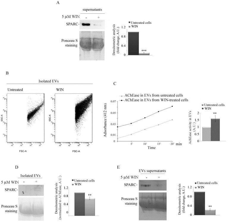 WIN treatment blocks secreted protein acidic and rich in cysteine (SPARC) release and increases the number of extracellular vesicles. (A) Western blotting analysis of SPARC in media derived from untreated or WIN-treated cells for 36 h. The media were dialyzed, concentrated by lyophilization, and reconstituted with water. Protein samples were separated under reducing conditions, and immunoblotting was performed using SPARC antibody. Red Ponceau staining was reported as loading control. The results are representative of three independent experiments and densitometric analysis is reported in the histograms. (***) p < 0.001 compared to untreated cells. (B) Flow cytometry analysis of isolated extracellular vesicles (EVs) derived from untreated or WIN-treated MG63 cells. Data are representative of three independent experiments. SSC, side scatter; FSC, forward scatter. (C) Acetylcholine esterase (AChEase) activity in EVs from untreated or WIN-treated cells assessed as reported in Section 4 and relative quantification. (D,E) Western blotting analysis of SPARC in MG63 cell-derived EVs. Media from untreated or WIN-treated cells were collected and EVs isolated as reported in Section 4. The immunoblotting of isolated EVs (D) or EV supernatants (E) was performed to detect SPARC level. AchE activity (D) and Ponceau red staining (E) were used as loading control. Representative blots of three independent experiments and densitometry analysis histograms are depicted. (**) p < 0.01 compared to the untreated sample.