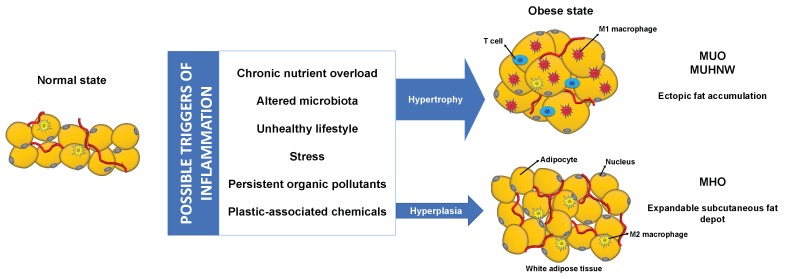 Interplay between factors contributing to inflammatory activation and adipose tissue dysfunction that may underlie the different obesity and metabolic phenotypes. Presence of the depicted possible triggers of inflammation may favor development of hypertrophic dysfunctional adipose tissue, with M1 macrophage recruitment, while impeding adipose tissue growth through hyperplasia with resident M2 macrophages, more prone to metabolic adaptation. M1, classically activated; M2, alternatively activated; MHO, metabolically healthy obese; MUHNW, metabolically unhealthy normal-weight; MUO, metabolically unhealthy obese.