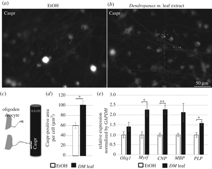 Dendropanax morbiferus leaf extract increased the axonal contacts of OLs on DIV 12 in the myelinating cultures. (a–d) DRG–OPC cocultures were incubated with either EtOH (a) or DM leaf EtOH extract (b) containing medium during DIV 1–12 with regular medium changes every two days. On DIV 12, cocultures were fixed for Caspr staining to compare the axonal contacts. (c) A drawing description showing axonal Caspr clustering by OL contacts. (d) Image analysis of Caspr staining. All Caspr-positive area per cell was combined and compared between EtOH- and Dendropanax morbiferus leaf extract-treated cocultures. Bars represent mean ± s.e.m. *p < 0.05; n = 3 experiments, Student's t-test. Scale bar, 50 µm. (e) Quantitative real time PCR on the myelinating cultures treated with EtOH- or DM leaf extract during DIV 1–12. Several important myelin genes such as Myrf, CNP and PLP showed a significant increase in their expression by DM leaf extract treatment in the myelinating culture system.