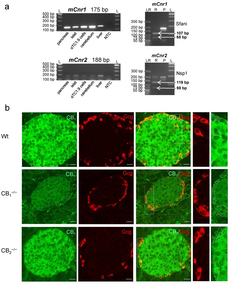 (a) Expression of cannabinoid receptor type 1 (Cnr1) and 2 (Cnr2) mRNA in mouse (m) tissues. RT-PCR followed by gel electrophoresis (left column) revealed the expression of mCnr1 and mCnr2 transcripts in different mouse organs, particularly, in pancreatic tissue including the islets of Langerhans and the mouse alpha-cell line αTC1.9. Restriction digestion of the 175 bp mCnr1 amplicon resulted in defined fragments with molecular sizes of 107 and 68 bp (right column). The restriction analysis of the 188 bp mCnr2 showed defined fragments with molecular sizes of 119 and 69 bp (right column). NTC: nontemplate control; L: 100 bp ladder; LR: low-molecular-range ladder; P: Cnr1 or Cnr2 amplification product; R: restriction fragments. (b) Immunohistochemical staining of cannabinoid receptor type 1 (CB1) in the pancreatic tissue of wild-type (Wt) mice displayed specific labelling of an islet. Glucagon (Gcg, red) and CB1 (green) double-immunolabelling demonstrated the presence of CB1, not only in beta-cells, but also in alpha-cells. At higher magnifications of alpha-cells (2 fold, right panels), weaker CB1 staining was evident. No immunohistochemical staining of CB1 was detected in pancreatic islets of CB1−/− knockout mice. In all cases, confocal optical sections were merged and are representative for pancreatic islets of the whole pancreatic tissue from three mice per group. Scale bar 20 µm.