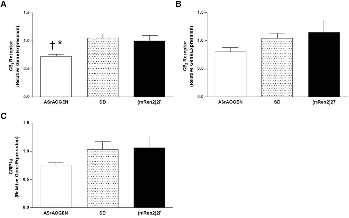 CB1, CB2 and CRIP1a mRNA in the dorsal medulla of SD, (mRen2)27 and ASrAOGEN rats. (A) Relative gene expression of CB1 receptor was lower in the dorsal medullary tissue of 15-week-old ASrAOGEN rats (n = 6) compared to SD (n = 5) and (mRen2)27 (n = 4) rats. (B,C) No significant differences in relative gene expression of CB2 receptor (B) or CRIP1a (C) were found among strains. *P < 0.05 vs. (mRen2)27; †P < 0.01 vs. SD.