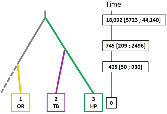 The most likely evolutionary scenario of divergence as inferred from Approximate Bayesian Computation for the 3 main, non‐admixed genetic clusters identified by DAPC analyses (OR: Oilseed rape, TB: Tobacco, HP: Hemp). Median values and 95% confidence intervals for the estimated times of divergence (in number of generations) are shown.