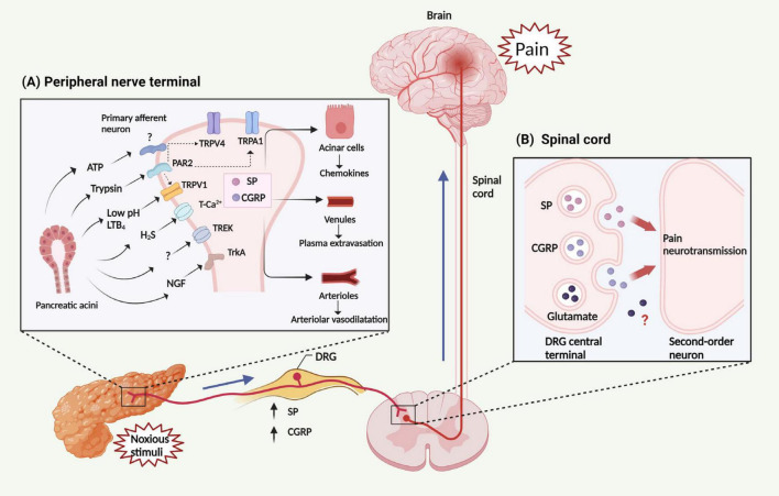 Mechanism and transmission of AP related-pain. (A) Noxious stimuli result in the generation and release of multiple factors from the pancreas, including trypsin, LTB4, H2S, ATP, NGF and protons (leading to a decrease in pH). These factors can activate several classes of pain-related receptors/ion channels expressed in peripheral nerve terminals, including members of the TRP family (TRPV1, TRPA1, and TRPV4), PAR2, TrkA, T-type Ca2+ channel, and TREK channel. The activation of PAR2 is able to trans-activate TRPV1, TRPA1, and TRPV4, subsequently triggering the activation of peripheral nerve terminals. Then, activated peripheral nerve terminals release neuropeptides within the pancreas, including SP and CGRP, leading to chemokine release from PACs, plasma extravasation from venules, and interstitial edema within arterioles. Collectively, these changes constitute neurogenic inflammation. (B) These factors stimulate primary sensory neurons, leading to the release of SP, CGRP and perhaps also glutamate from the DRG central terminal. These neuropeptides then activate receptors on spinal neurons, transmitting painful stimuli to the central nervous system. LTB4, leukotriene B4; ATP. adenosine triphosphate; NGF, nerve growth factor; TRP, Transient receptor potential channels; TRPV1, TRP vanilloid 1; TRPA1, TRP ankyrin 1; TRPV4, TRP vanilloid 4; PAR2, protease activated receptor 2; TrkA, tropomyosin receptor kinase A; TREK, TWIK-related K+ channel; SP, substance P; CGRP, calcitonin-gene-related peptide; PACs, pancreatic acinar cells; DRG, dorsal root ganglion.