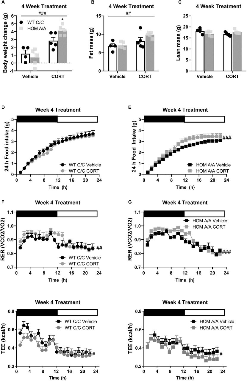 FAAH A/A mice show exaggerated body weight gain and food intake on account of prolonged CORT.(A) Body weight gain was increased following 4 weeks of CORT treatment (25 µg/ml in drinking water) (treatment F(1,15) = 6.65, p < 0.001), where FAAH A/A (HOM) mice gained significantly more weight than FAAH C/C (WT) mice treated with CORT (treatment x genotype = F(1,15) = 4.456, p = 0.052 plus post hoc testing). (B) Fat mass was increased from 4 weeks of CORT exposure independent of genotype (treatment F(1, 15) = 11.66, p = 0.004). (C) A significant interaction was detected for lean mass (treatment x genotype: F(1, 15) = 5.111, p = 0.0391) but Bonferroni’s post hoc testing revealed no effect of either genotype or prolonged CORT exposure. (D – E) Whereas 4 weeks of CORT treatment did not affect cumulative food intake measured over 24 h in FAAH C/C mice (treatment: F(1, 20.758) = 0.820, p = 0.320), it significantly increased food intake in FAAH A/A mice (treatment: F(1, 24.770) = 24.538, p < 0.001). (F – G) Regardless of genotype, 4 weeks of CORT exposure increased RER (treatment: WT (F(1, 47.659) = 4.289, p = 0.044); HOM F(1, 68.057) = 19.493, p < 0.001). (H – I) whereas decreased energy expenditure measure over 24 h (treatment: WT F(1, 47.659) = 4.289, p = 0.044; HOM F(1, 68.057) = 19.493, p < 0.001). For panels A - I, n = 4 WT-vehicle; n = 5 WT-CORT, n = 5 HOM-vehicle; n= 5 HOM-CORT. Data are presented as means ± SEM, and in panels H & I estimated means adjusted for body weight are presented. Panels A – C were analyzed by 2-way ANOVAs. Panels D – I were analyzed by linear mixed models with repeated measures. Pound signs denote significant treatment effect. Asterisks denote significant genotype effect. *P < 0.05, #P < 0.05, ##P < 0.01, ###P < 0.001.