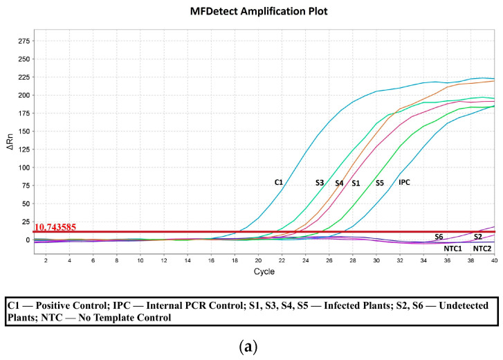 (a) Standard curve for MFDetectTM and (b) RT-qPCR using the leaf samples. Amplification plots showing the; (a) standard curve of the ΔRn values and (b) standard curve of the Ct values of the infected (S1, S2, S3, S4), uninfected (S5, S6), positive syn DNA control (C1), internal positive control (IPC), no-template control (NTC) used in the experiment.