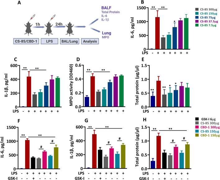 CS-85 reduces lung inflammation injury in mice. A Schematic presentation of lung inflammation following LPS induced injury. B, C The mice were anesthetized with a ketamine–xylazine cocktail (80 and 15 mg/kg, respectively). The anesthetized mice were pretreated with CS-85 (7.5, 37.5,75, 150, and 300 µg/mouse), which was administered endotracheally 60 min prior to exposure of LPS (75 µg/mouse). Then, 24 h after LPS exposure, BAL was performed on mice, and their lungs were collected and homogenized. Cytokines IL-6 (B) and IL-1β (C) were estimated in BAL fluid from the above mentioned mice by ELISA (n = 5). D The lung homogenate was used to perform the MPO assay, as indicated in scheme A (n = 5). E The total protein content in the BAL fluid was determined by using the Bradford method (n = 5). F, G, H The mice were pretreated with CBD-1 or CS-85 followed by LPS exposure. BAL fluid was collected, and IL-6 (F), IL-1β (G), and total protein levels (H) were quantified (n = 5). The data are presented as mean ± SD. **p < 0.001, *p < 0.05 compared with LPStreated mice, #p < 0.001 compared with corresponding CS-85-treated mouse group