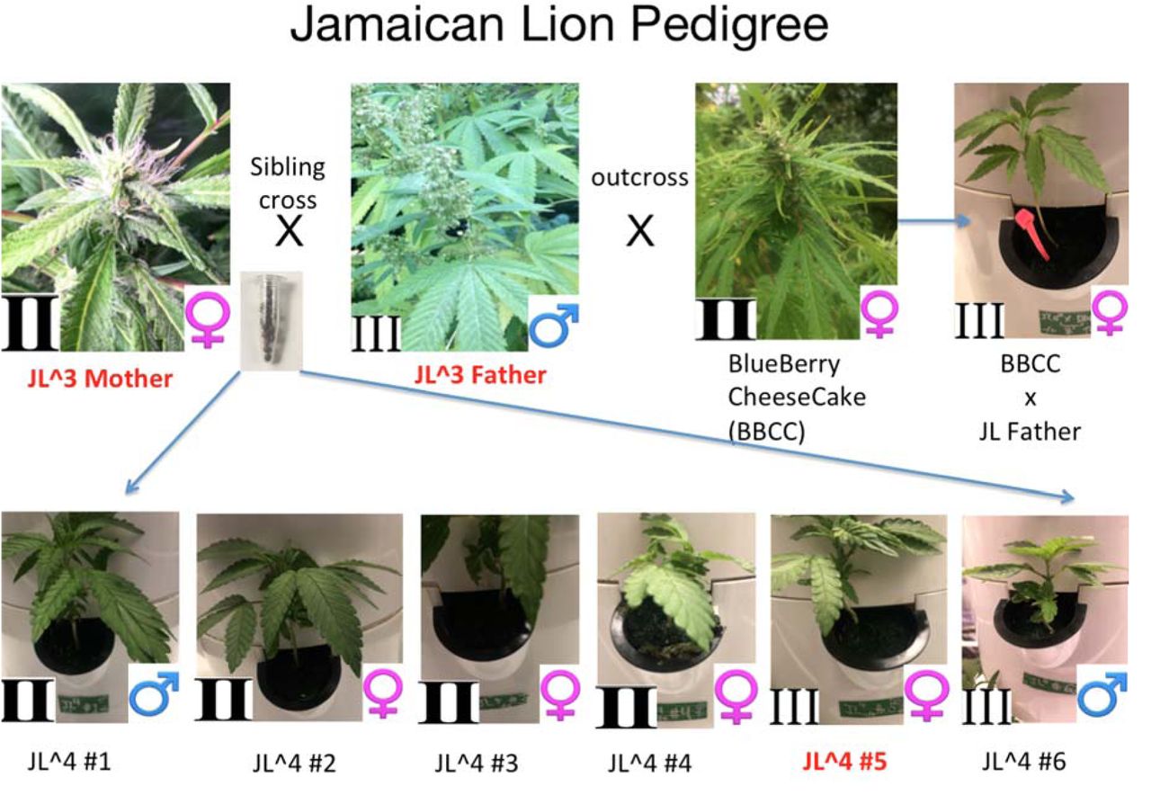 The Jamaican Lion pedigree. All samples were whole genome sequenced with Illumina NovaSeq® platform. Samples with names in Red were also sequenced and assembled with Pacific Biosciences Sequel II platform.