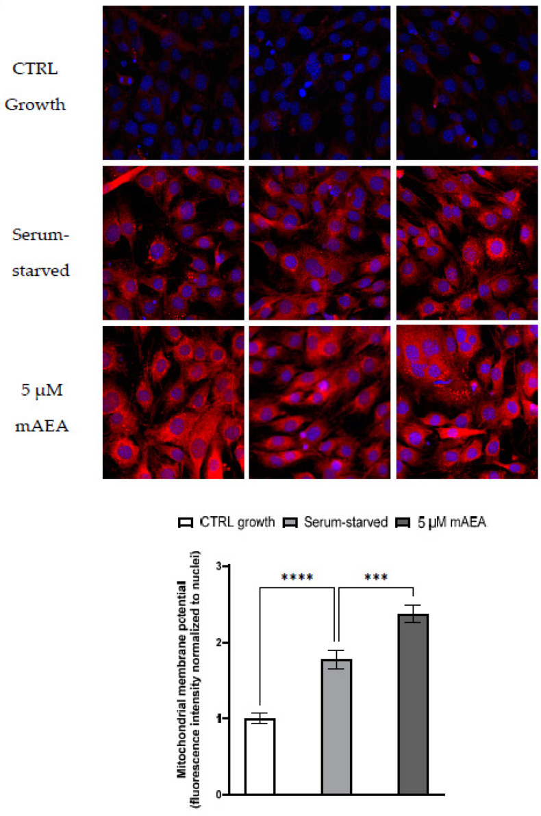 Effect of 5 μM mAEA on mitochondrial membrane potential. Confluent serum-starved C2C12 myoblasts were treated, or not, with 5 μM mAEA for 24 h and compared to growing (CTRL growth) myoblasts. Fluorescence intensity of Mitotracker Red CMX-Ros (Ex/Em: 579/599) was normalized to cell number and data are reported as mean ± SEM of six field per condition in each of the three independent experiments. Statistical analysis was performed by ONE-WAY ANOVA followed by Bonferroni post-hoc test [*** p < 0.001, **** p < 0.0001].