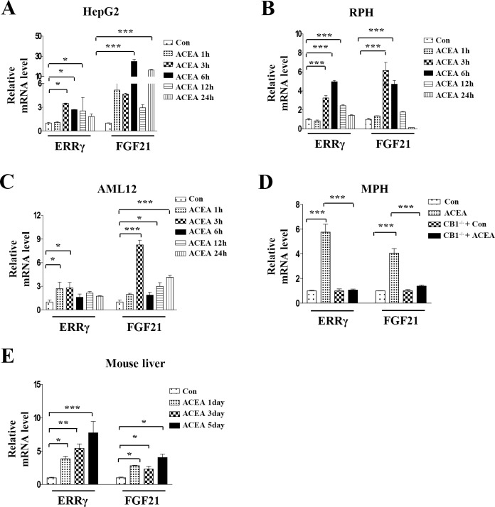 ACEA induces FGF21 gene expression.(A–C) HepG2 cells, rat primary hepatocytes (RPH), and AML12 cells were treated with ACEA (10 μM) for the indicated time periods. (D) Wild-type or CB1-/- mouse primary hepatocytes (MPH) were treated with ACEA (10 μM) for 3 h. (E) Mice were treated with ACEA (10 mg/kg) for the indicated number of days. Livers were harvested for mRNA analysis. (A–E) FGF21 and ERRγ mRNA levels were measured by quantitative qPCR analysis and normalized to actin mRNA levels. All data are the means ± standard errors of at least three independent experiments. *p < 0.05; **p < 0.01; ***p < 0.001 by one-way ANOVA.