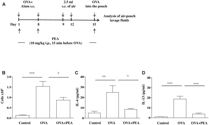 Effect of PEA on OVA-induced inflammation in air pouch. (A) Scheme of air pouch model. Animals were injected with 0.4 ml s.c. of a suspension containing 100 μg of OVA absorbed to 3.3 mg of aluminium hydroxide gel (OVA) on days 1 and 8. Then they received at days 9 and 12 on the shaved dorsal surface 2.5 ml s.c. of air. On day 15 mice were challenged by injection into the air-pouch with 0.4 ml of sterile saline alone (control) or containing 10 μg OVA. PEA (10 mg/kg) was administered i.p. 15 min before each OVA administration. (B) Cell recruitment, (C) IL-4 and (D) IL-13 were quantified in lavage fluid of air pouch 24 h (cell recruitment) and 2 h (IL-4 and IL-13) after of OVA challenge, respectively. Data are expressed as means ± SEM, n = 5–6 animals for each group; ∗p < 0.05, ∗∗p < 0.01, ∗∗∗p < 0.001; one-way ANOVA plus Bonferroni.