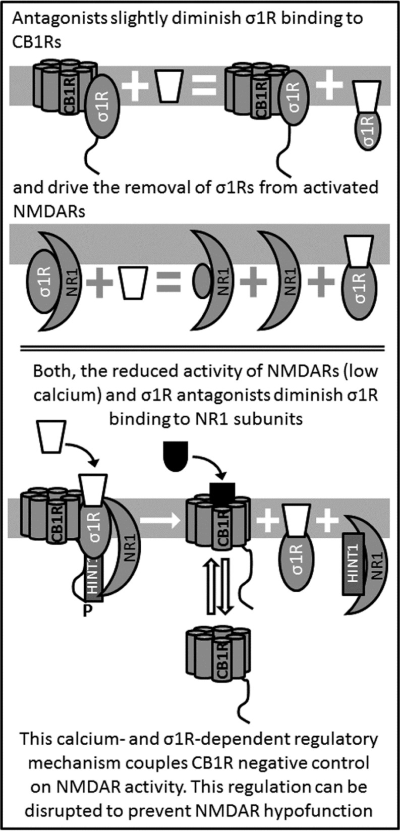 Antagonists of σ1R release NMDAR from the negative control of CB1Rs