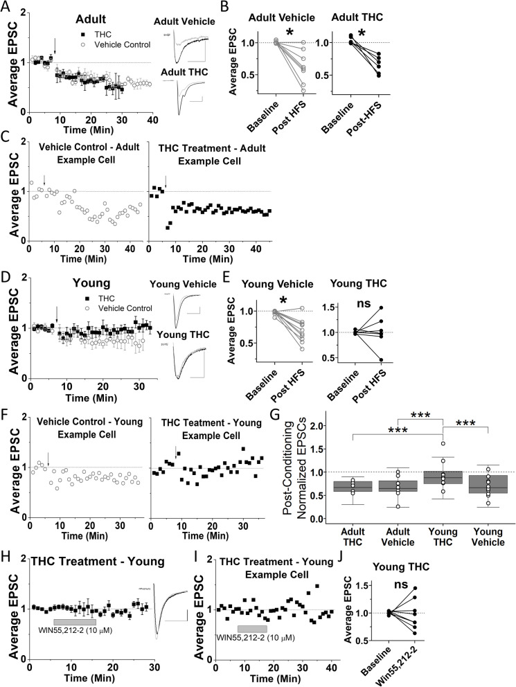 Three-day THC exposure eliminates long-term depression (LTD) in VTA GABA cells of young, but not adult mice. Glutamate-mediated excitatory postsynaptic currents (EPSCs) were recorded from GAD67-GFP-positive VTA GABA cells in brain slices. A Scatter plots showing averaged EPSCs before and after HFS (arrow) used to induce plasticity for adult mice treated with 3 treatments (1/day) of THC (10 mg/kg) or a vehicle control (EtOH (1µL/g) in saline). LTD is present in both cases. Insets in Fig. 1 are averaged EPSC traces (12 traces averaged) taken from before (black) and 13–15 min after HFS conditioning (gray). Scale bars are 50 pA, 10 ms. B Analysis using a paired student’s t-test shows that EPSC amplitude following HFS was significantly decreased compared to baseline for adult mice treated with a vehicle control (n = 8, p < 0.01, t = 4.08, df = 7) or THC (n = 6, p < 0.01, t = 5.67, df = 5). C Example experiment showing individual cells for both of the adult treatment groups. D LTD is eliminated in young mice treated with 3 treatments (1/day) with THC (10 mg/kg), while it remained in vehicle controls (EtOH (1µL/g) in saline). E Analysis using a paired student’s t-test shows that EPSC amplitude following HFS was significantly decreased compared to baseline for young mice treated with a vehicle control (n = 10, p < 0.001, t = 5.2, df = 9) but there was no significant difference between baseline and post-HFS EPSC amplitude for young mice treated with THC (n = 10, p = 0.99, t = 0.013, df = 9). F Example experiments showing individual cells for both young treatment groups. G Further analysis of normalized post-HFS EPSC amplitude employed a one-way ANOVA with a Tukey post-hoc analysis to compare between treatment groups. This analysis revealed that the post-HFS EPSC amplitude for adult mice treated with THC was not significantly different from adult mice treated with the vehicle control (p > 0.5, F = 0.014, df = 3, 151). However, young mice treated with THC showed significantly greater post-HFS EPSC amplitude compared to young mice treated with vehicle (p < 0.001, F = −0.23, df = 3, 151) and compared to adult mice treated with THC (p < 0.001, F = 0.27, df = 3, 151) or adult mice treated with a saline control (p < 0.001, F = 0.25, df = 3, 151). H There is a lack of WIN55,212–2-induced depression of glutamatergic currents in VTA GABA cells of young mice treated with 3-days of THC. I Example experiment demonstrate no effect of WIN55,212–2 in an individual cell of a young mouse treated with THC. J Analysis using a paired student’s t-test illustrates that EPSC amplitude following bath application of WIN55,212–2 was not significantly altered compared to baseline for young mice treated with 3 days of THC (n = 7, p = 0.95, t = 0.066, df = 6). Note: for panels B, E and I, t-tests are a comparison of the average baseline (5 min just before HFS or drug) and the average of 15–20 min post stimulation. All plots are normalized to the last 5 min of baseline and represent EPSC amplitude means with standard error of the mean (SEM). Arrow indicates 100-Hz HFS conditioning induction (4 stimuli, each for a period of 1 s, and each separated by 20 s). *, p < 0.05; ***, p < 0.001; ns, not significant