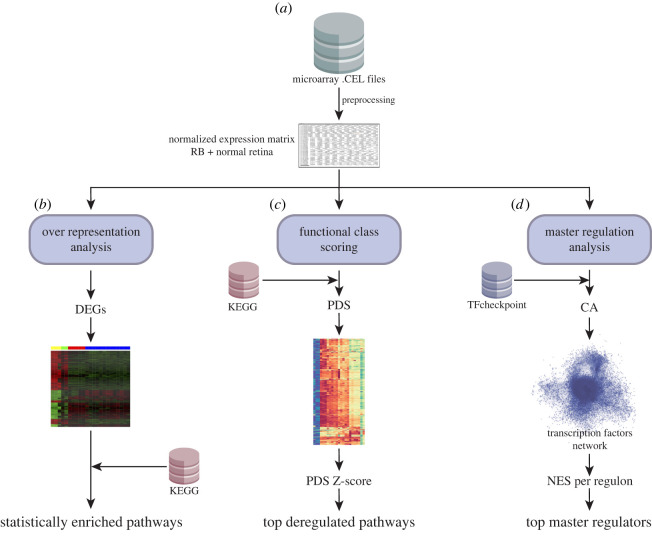 Workflow. (a) Raw data were pre-processed in the expression console software with the RMA algorithm to generate an expression matrix where each row is a gene, and each column is a sample. (b) ORA was performed to find the set of statistically enriched pathways after DEGs were found between Rb versus normal tissue. (c) Deregulation PA (a type of FCS) was performed using Pathifier. KEGG pathways were chosen as the reference database; a PDS and a PDS z-score were calculated per pathway to find the top most deregulated pathways. (d) Correlation analysis (CA) was performed to construct TF-gene regulatory networks using Correlation Tool (corto) and the human TFs from the TFCheckpoint database; only TFs with experimental evidence were included. The MRA algorithm used TF-regulatory networks and t-test-based differential expression to reveal TMRs.