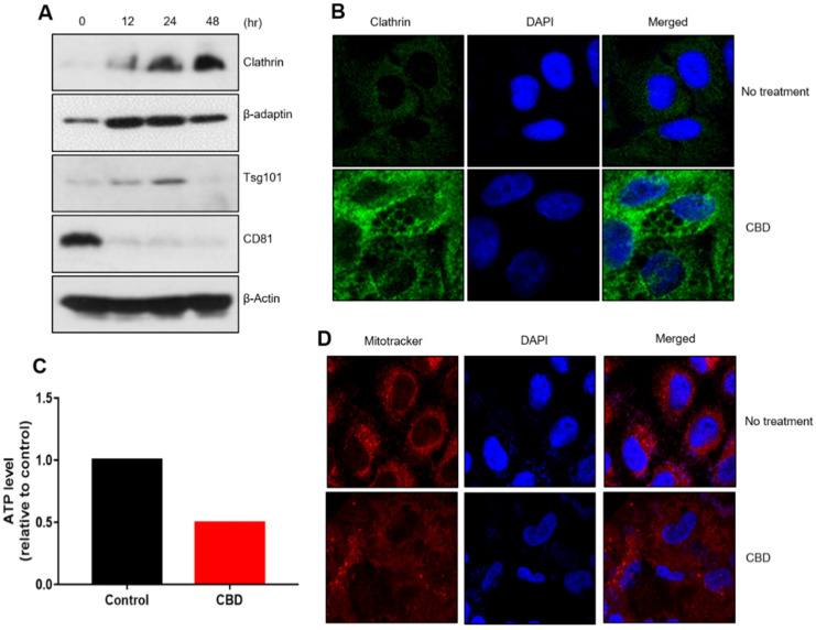 Regulation of vesicle-formation components and energy production by CBD. (A) Clathrin-coated components were regulated in CBD-treated A549 cells. Clathrin, ꞵ-adaptin, and Tsg101 protein levels were increased by CBD treatment, but CD81 expression was downregulated by CBD. (B) Clathrin expression was also analyzed with an immunostaining experiment. (C) Intracellular ATP levels were determined after 20 μM CBD for 24 h. (D) A549 cells were treated with 20 μM CBD for 24 h and subjected to MitoTracker staining.