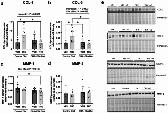 Maternal DHA + EPA significantly reduced collagen content in offspring hearts exposed to THC in gestation. Relative protein expression of markers of cardiac extracellular matrix remodelling, (a) COL-1, (b) COL-3, (c) MMP1 and (d) MMP-2. (e) Representative immunoblots for respective targets. All protein data was normalized to Ponceau S total protein stain. Each immunoblot target shown is the representative from one out of two immunoblots performed. A pooled sample was loaded into the last lane on the right (cropped out) to normalize relative band intensity between the two blots. Full-length blots can be found in Supplementary Fig. S1-S4. Data are represented at means ± SD, n = 7–8 males hearts/treatment group. Each data point represents a male offspring heart from a single and different dam. Significance was determined by a two-way ANOVA post-hoc Tukey’s, *P < 0.05, **P < 0.01. Significant diet effect (control diet vs. DHA + EPA diet), drug effect (VEH vs. THC) and interaction are labelled at the top of respective graphs, where applicable.