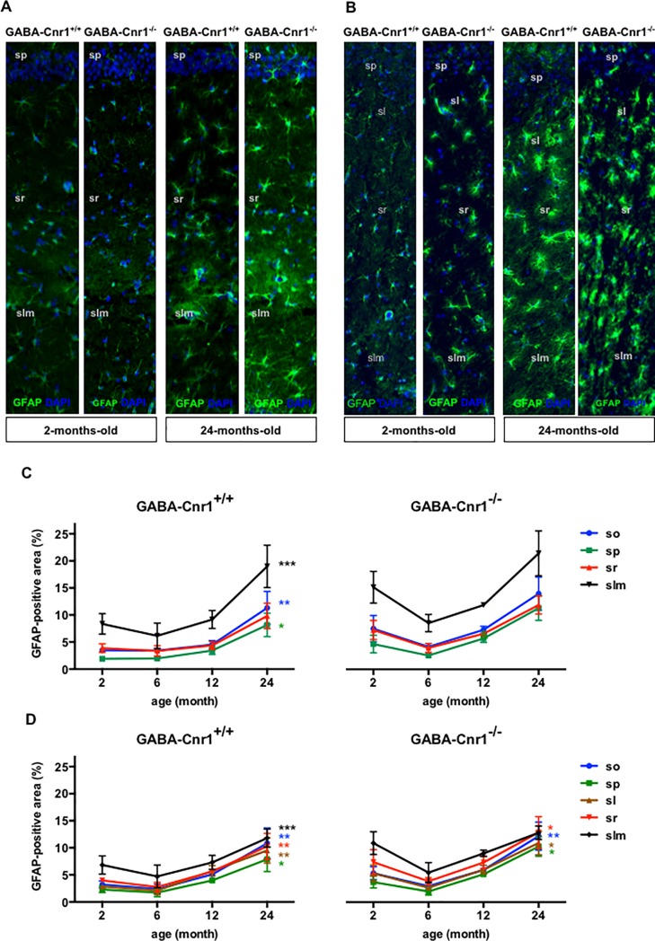Representative photomicrographs of GFAP-immunopositive astrocytes in the hippocampal CA1 (A) and CA3 (B) layers from 2- and 24-months-old GABA-Cnr1+/+ and GABA-Cnr1−/− mice. The width of the panels is 100 μm. (sp) stratum pyramidale, (sl) stratum lucidum, (sr) stratum radiate, (slm) stratum lacunosum-moleculare. Spatial distribution of GFAP-immunopositive areas within layers of the hippocampal CA1 (C) and CA3 (D) regions in 2-, 6-, 12- and 24-month-old GABA-Cnr1-/- and GABA-Cnr1+/+ littermates, respectively * p < 0.05: ** p < 0.01; *** p < 0.001 significantly different compared to 2-months-old mice from the same genotype. Color of the asterisk refers to the layer indicated in the figure legend. n = 5–6 per age group and genotype. Symbols indicate mean values and error bars standard error of means.