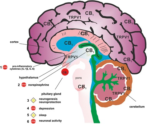 Possible effects of fatty acid amid hydrolase (FAAH) inhibition on neuroinflammation. CB1 and TRPV1 are expressed throughout the brain by several cell types, including microglia. In addition, FAAH-degradable N-acylethanolamines activate several other anti-inflammatory pathways supporting the role of CB1. Since no data are available regarding the effects of FAAH on sympathetic activity or microglia, the following sequence is hypothetical in nature. Upon activation, microglia produce pro-inflammatory cytokines and CB1 activation opposes this (1). Since CB1 controls neurotransmitter release, hypothalamic norepinephrine is decreased by FAAH inhibition, restoring brain-immune system-joint communication (2). Damaged neuronal tissue generated by the pro-inflammatory milieu is regenerated by CB1 activation (3). FAAH inhibition elevates mood and depressive symptoms in patients disappear due to decreased brain cytokines levels (4). Rheumatoid arthritis patients often suffer from bad sleep quality, and this is surpassed by FAAH inhibition (5). In general, CB1 activation decreases neuronal excitability, and this supports the general anti-inflammatory effect on microglia, which are activated by glutamate (6). The STOP symbol indicates inhibition, the PRIORITY ROAD symbol indicates an enhancement of a given effect