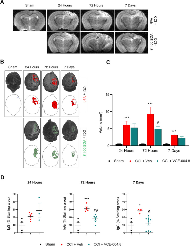 VCE-004.8 attenuates brain edema after TBI. A Representative T2-weighted MRI images at 1 to 7 days post-TBI. The damaged area is defined by a hyperintense region over the cortex, indicating edema formation. B Top images, 3D rendering of the MRI scans from A is used to show the location and calculate the volume of tissue edema (colored region). Bottom images show edematous tissue only in axial view. C Volume quantification of edematous tissue. Data are represented as mean ± SEM, and significance was determined by one-way ANOVA followed by the Tukey’s test. 24 h and 72 h: p = 0.0003; ***p < 0.001, 7 days: p = 0.0005; *** p < 0.001 CCI + Vehicle vs Sham; 72 h: p = 0.0359; #p < 0.05 CCI + VCE-004.8 vs CCI + Vehicle. D Quantification of peripheral IgG infiltration into the brain in pericontusional cortex at 24 h, 72 h and 7 days after the injury. Data are represented as mean ± SEM, and significance was determined by one-way ANOVA followed by the Tukey’s post hoc or Kruskal–Wallis post hoc test. 72 h: p = 0.0001; ***p < 0.001, 7 days: p = 0.0190: *p < 0.05 CCI + Vehicle vs Sham; 72 h: p = 0.0036; ##p < 0.01, 7 days: p = 0.0265; #p < 0.05 CCI + VCE-004.8 vs CCI + Vehicle