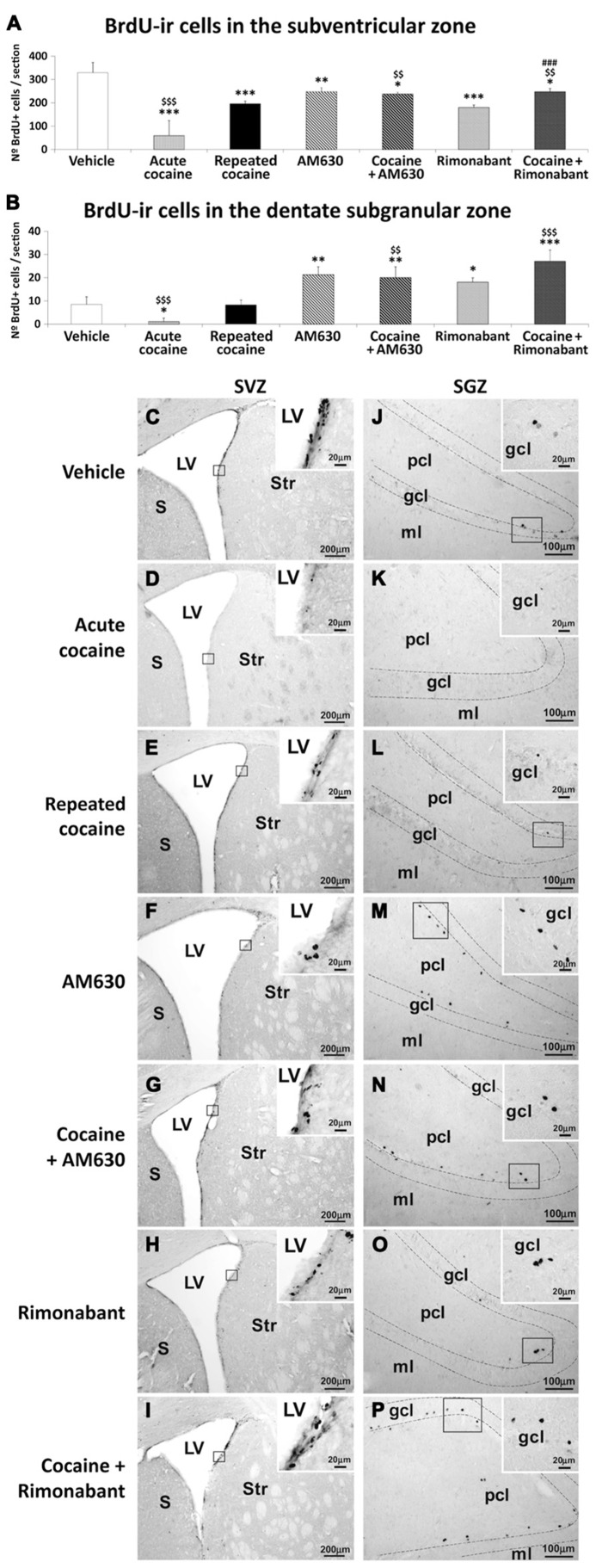 Effects of repeated administration of cocaine and co-administration of cocaine (20 mg/kg) and Rimonabant (3 mg/kg) or AM630 (3 mg/kg) on cell proliferation in the SVZ (A) and the SGZ (B) as measured with BrdU immunohistochemistry. Repeated AM630 or Rimonabant administration increased the numbers of BrdU-ir cells observed in the SVZ and SGZ of the repeated cocaine-treated rats. (C–P) Representative microphotographs showing low- and high-magnification (insets) views of the typical clusterings of newborn cells in the subventricular zone of the lateral ventricle and the inner border of the granular cell layer. The histogram displays the means ± SEMs (n = 8/group) of the numbers of BrdU-ir nuclei per area (mm2). One-way ANOVA: *P < 0.05, **P < 0.01, ***P < 0.001 vs. vehicle group; $$P < 0.01, $$$P < 0.001 vs. repeated cocaine group; ###P < 0.001 vs. Rimonabant group. Scale bars are included in each image.