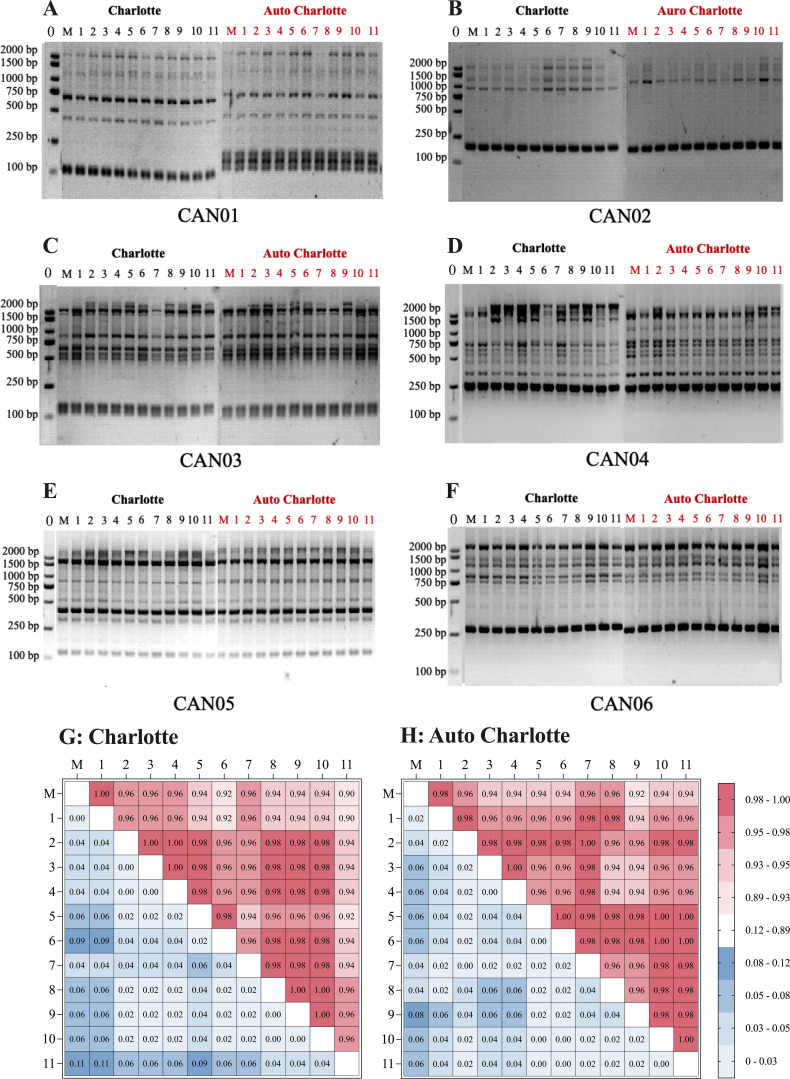 Six electrophoresis gel panels labeled A to F show DNA banding patterns for CAN01 to CAN06 with sample lanes from cultivars ‘Charlotte’ and ‘Auto Charlotte’; band sizes are indicated in base pairs on the left. Panels G and H contain heatmap matrices comparing band similarity among samples for ‘Charlotte’ and ‘Auto Charlotte’, respectively, with red tones indicating high similarity and blue indicating low, along with a color scale bar.