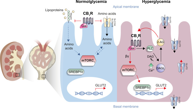 A proposed mechanism by which renal proximal tubule CB1R regulates mTORC1 activity in health and disease.In normoglycemia CB1R is responsible to maintain mTORC1 normal activation by preventing excess of amino acids uptake (left). In hyperglycemia, CB1R-mediated mTORC1 over-activation results in upregulating GLUT2 transcription, consequently enhancing glucose absorption and tubular damage (right).