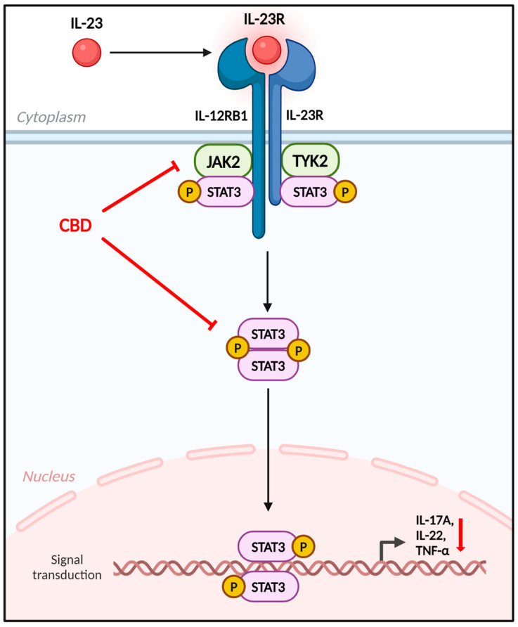 The role of CBD in modulating the psoriasis pathway. The IL-23 receptor, pivotal in the psoriasis pathway, promotes STAT3 phosphorylation and activation via JAK2 and TYK2. CBD inhibits JAK2 and STAT3, thereby suppressing key psoriasis-related cytokines, including IL-17A, IL-22, and TNF-α. CBD, cannabidiol.