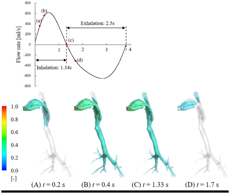 Time evolution of isosurfaces of firsthand THC concentration in respiratory tract under post puff.
