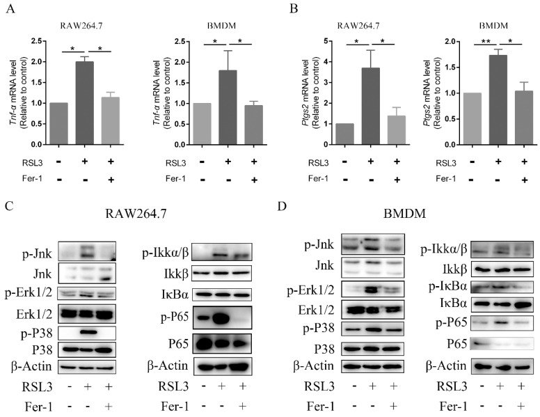 Inflammation is induced in ferroptotic macrophages. RAW264.7 macrophages and BMDMs were incubated in medium containing RSL3 (500 nM), or RSL3 (500 nM) combined with Fer-1 (400 nM) for 6 h. (A,B), mRNA expression levels of Tnf-α and Ptgs2 in RAW264.7 macrophages and BMDMs were analyzed using RT-qPCR. Data are presented as the mean ± S.E.M. using Gapdh as a reference from three biologically independent samples. (C,D), Relevant protein levels of the MAPK signaling pathway and NF-κB pathways in RAW264.7 macrophages and BMDMs were analyzed by immunoblotting. β-Actin served as an internal reference. * p < 0.05, ** p < 0.01, versus RSL3 treatment group. BMDM, bone marrow-derived macrophage; Fer−1, ferrostatin−1; Ptgs2, prostaglandin-endoperoxide synthase 2; RSL3, ras-selective lethal small molecules 3; TNF-α, tumor necrosis factor α; Jnk, c-Jun N-terminal kinase; p-Jnk, phosphorylated-c-Jun N-terminal kinase; Erk1/2, extracellular regulated protein kinase1/2; p-Erk1/2, phosphorylated-extracellular regulated protein kinase1/2; Ikkα/β, inhibitor of kappa B kinase; p-Ikkα/β, phosphorylated-inhibitor of kappa B kinase; IκBα, inhibitor of nuclear factor kappa-B; p-IκBα, phosphorylated-inhibitor of nuclear factor kappa-B; P65, nuclear factor kappa-B; p-P65, phorylated-nuclear factor kappa-B.