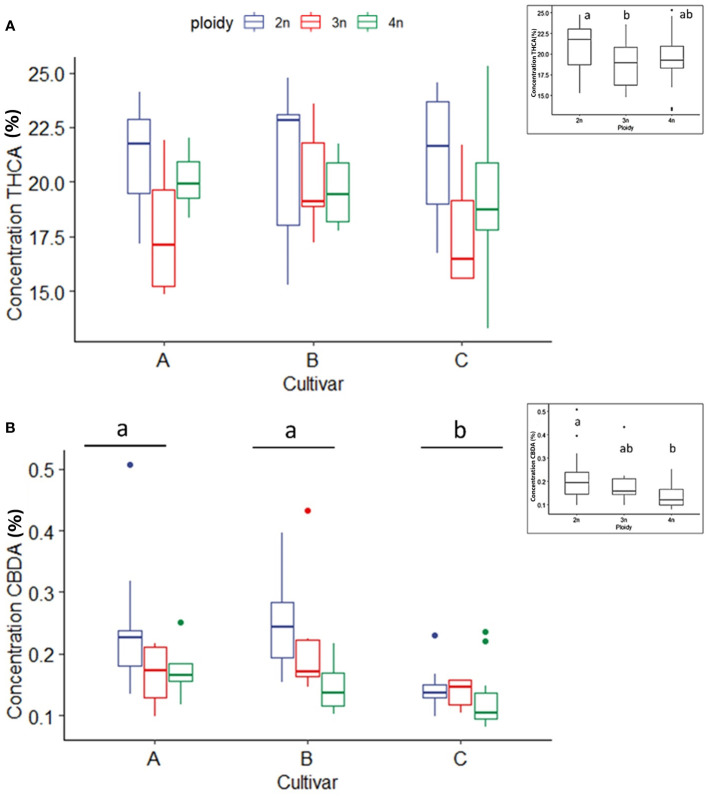Boxplot of the concentration of THCA (A) and CBDA (B) (expressed as % of dry flower weight) of a HPLC analysis of flowers of diploid (2n), triploid (3n) and tetraploid (4n) plants of three high THCA Cannabis sativa L. cultivars. (A) One-way ANOVA: Ploidy; F2,62 = 3.452, p = 0.0379. (B) An inverted square root transformation was performed as indicated by a Box-Cox test. Two-way ANOVA: Cultivar; F2,60 = 11.127, p = 0.000196. Ploidy; F2,60 = 9.879, p = 0.000196. Different letters above bars indicate significant differences at p<0.05 with a Tukey post-hoc analysis. The insert graphs display CBDA and THCA concentration of the ploidy levels: diploid, triploid and tetraploid.