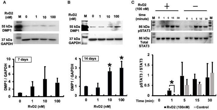 Western blot analysis. (A) RvD2-induced DMP1 protein expression in 7 days DPC culture at all doses of 1 to 100 nM. (B). RvD2-induced DMP1 protein expression in 14 days DPC culture. DMP1 expression was significantly enhanced at 10 and 100 nM doses compared to at 1 and 0 nM as the control groups (P < 0.05; Tukey-Kramer). Representative data of three independent cases. (C) RvD2 induced phosphorylation of STAT3 in DPCs. Cells were stimulated with RvD2 (100 nM) for 0, 1, 5, 15, and 30min. Western blotting revealed that RvD2 significantly induced phosphorylation of STAT3 after 1-min stimulation compared to non-treated DPCs. In addition, phosphorylation of STAT3 was much higher than in non-treated DPCs after stimulation for 5 and 15 min (*P < 0.05 indicates significant differences compared to the control group, Mann–Whitney test). Representative data of three independent experiments. M, molecular weight marker.