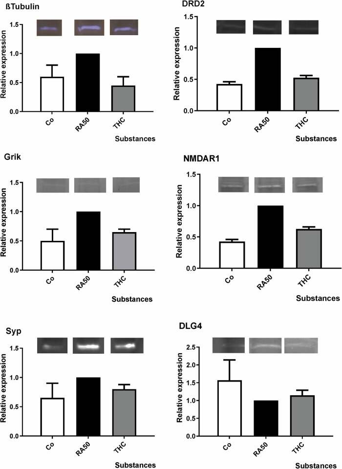 Western blot analysis: mean x-fold expression (±SD) of TUBB3 (βIII-Tubulin), DRD2, Grik, GRIN (NMDAR1), SYP and DLG4 (PSD95) in undifferentiated control cells, under application of 50 µM retinoic acid (RA50) in combination with THC20 in relation to expression level in solely RA50-treated SH-SY5Y cells (=1).There were no significant differences in expression between differentiated cells and differentiated cells that were additionally treated with Cannabinoids. However, in trend, cannabinoid treatment led to an approximation of expression toward the expression level in untreated/undifferentiated control cells in the investigated targets. Representative bands are shown over each column for each target and condition. N-numbers of western blot experiments for the different targets were: TUBB3: 3, DRD2: 2, Grik: 2, NMDAR: 2, SYP: 2, DLG4: 3.