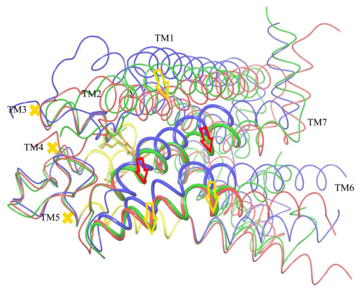 Results of SMD transformation of CB1 if there is agonist ligand in the active site. Inactive conformation is shown in blue, true active conformation in red (agonist ligand is shown by thin orange lines), and results after TM7 displacement to their positions in the active conformation in green. Thick wires mark residues of moved residues of TM7 and residues of TM6 chosen for activation detecting. The stiff core of receptor is colored yellow. Red arrows mark the pressing external force. Yellow arrows show resulting shifts of helices.