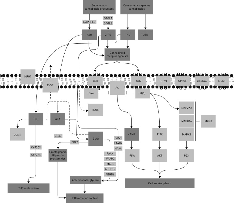 Visual representation a 32-gene endocannabinoid signature. Solid arrows indicate known relationship between candidates and ligands. Dotted arrows indicate proposed relationships. Blunted lines indicate inhibition. Candidate functions are annotated in table 1. THC: tetrahydrocannabinol.