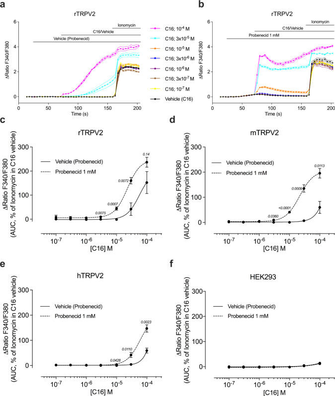 C16 evoked TRPV2 responses are amplified by probenecid.Probenecid (Prob, 1 mM), but not its vehicle, sensitized rat (a-c), mouse (d) and human (e) TRPV2-expressing HEK293T cells to the cannabinoid Δ9-tetrahydrocannabiorcol (C16) but not its vehicle. No amplification of C16 responses was observed in untransfected HEK293T cells (f). Data are shown as means ± SEM from three (d) to four (c, e and f) separate experiments, each performed in triplicates. The experiments were performed as shown in a and b with shared legends, where ionomycin (1 μM) was applied at the end of the experiment as positive control. The [Ca2+]i responses were analyzed as area under the curve (AUC) for C16 in the presence of probenecid or its vehicle, and calculated as a percentage of the ionomycin response (AUC) in the presence of the C16 vehicle. P values are given in italics and indicate statistical significance when <0.05; Student’s two-sided unpaired t-test. Source data are provided as a Source Data file.