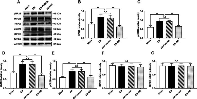 The effect of NE on HCN2 and the pNR2B/CaMKII/pCREB pathway in CM rats. A Representative western blots of HCN2, pNR2B, CaMKII, pCREB, tNR2B, and tCREB. B-E The expression levels of HCN2, pNR2B, CaMKII, and pCREB were obviously increased in the CM group compared with those in the Sham group, and there was no statistical difference between the CM and the CM + Vehicle groups. The HCN2, pNR2B, CaMKII and pCREB expression levels in the CM + NE group sharply reduced compared to the CM + Vehicle group. (n = 6/group, **p < 0.01, N, S, not significant). F and G There was no substantial difference in tNR2B and tCREB expression levels among the Sham, CM, CM + Vehicle, and CM + NE groups. (n = 6/group, N, S, not significant)