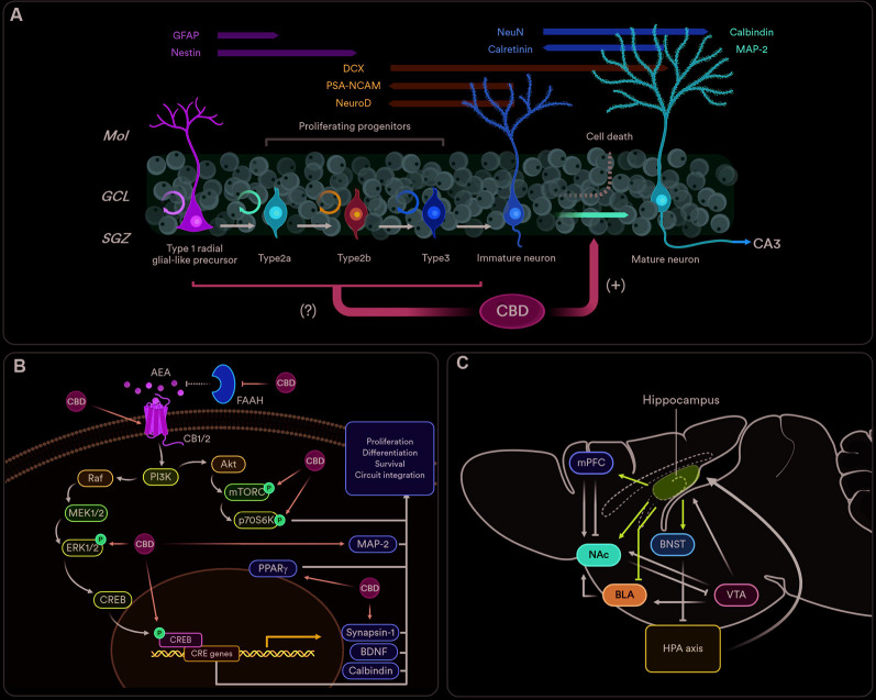 The pro-neurogenic effects of cannabidiol (CBD) and its functional relevance. (A) Adult hippocampal neurogenesis originates from type 1 precursor cells that might differentiate into granule neurons (Kriegstein and Alvarez-Buylla, 2009). The newly generated cells can be stimulated via GABAergic, endocannabinoid- and serotonin-dependent mechanisms (Encinas et al., 2006; Prenderville et al., 2015). The proliferation phase ends just after precursor cells exit the cell cycle. As early as 1 day after such an event, newborn neurons start expressing the postmitotic marker NeuN, which then declines as most newborn cells are eliminated before they become functional (survival phase; Kempermann et al., 2015). Within days after generation, newborn neurons send their axons to cornu ammonis 3 (CA3), where they form proper synapses (Sun et al., 2013). In the next phase, newborn neurons mature as the excitatory nature of GABA inputs shift into the standard depolarizing profile. Finally, new mature neurons go through a phase of increased synaptic plasticity, which in turn promotes its final integration into the hippocampal circuitry (functional integration phase; Ge et al., 2007). The effects of CBD are preferentially focused on the post-mitotic stages of the neurogenic process, whenever it facilitates neuronal maturation and impedes early neuronal death. (B) The pro-neurogenic effects of CBD are orchestrated by the eCB system. Furthermore, CBD upregulates different molecular components of downstream pathways usually associated with the eCB-driven facilitation of adult neurogenesis. Final molecular effectors of the protein synthesis and survival machinery of the hippocampus such as brain-derived neurotrophic factor (BDNF), calbindin, MAP-2, synapsin 1, and the activation of protective peroxisome proliferator-activated gamma (PPARγ) receptors, are also found upregulated after CBD subchronic treatments. (C) The figure represents a simplified vision of the hippocampal neurocircuitry functionally coupled to the neurogenic state of the dentate gyrus (DG). The hippocampus (ventral part) sends direct projections to the GABAergic interneurons of the BNST that, in turn, tune-down the hypothalamus–pituitary–adrenal (HPA) axis (Snyder et al., 2011). Direct projections from the hippocampus to the mPFC promote stress sensitivity (Padilla-Coreano et al., 2016), and mediate antidepressant effects (Bagot et al., 2015). Ventral hippocampal outputs to the BLA are involved in the feedforward inhibition of fear and anxiety-related responses (Bazelot et al., 2015). Finally, the hippocampus can indirectly influence VTA DA release in motivated tasks by activating medium spiny neurons of the NAc (Britt et al., 2012). Abbreviations: GFAP, glial fibrillary acidic protein; Mol, molecular layer; GCL, granule cell layer; AEA, anandamide; mPFC, medial prefrontal cortex; NAc, nucleus accumbens; BLA, basolateral amygdala; BNST, bed nucleus of the stria terminalis; VTA, ventral tegmental area. Created with Biorender.com.