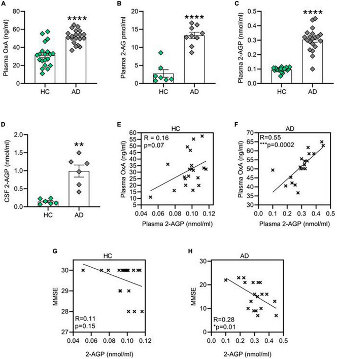 Orexin-A, 2-AG and 2-AG derived 2-AGP are increased in patient affected by Alzheimer’s disease (AD). (A) Bar graph with mean ± SEM of OX-A levels in the plasma of healthy control and AD patients. HC (31.42 ± 2.8 ng/ml) vs. AD (51.71 ± 1.7 ng/ml), ****p < 0.0001 Unpaired two-tailed T test; n = 20 HC and 20 AD. (B) Bar graph with mean ± SEM of OX-A levels in the plasma of healthy HC and AD patients. HC (2.76 ± 1 pmol/ml) vs. AD (13.31 ± 0.8 pmol/ml), ***p < 0.001 two-tailed Mann–Whitney Test, U = 0, n = 7 HC and 9 AD. (C) Bar graph with mean ± SEM of 2-AGP levels in the plasma of healthy HC and AD patients. HC (0.09 ± 0.003 nmol/ml) vs. AD (0.3 ± 0.01 nmol/ml), ****p < 0.0001 two-tailed Mann–Whitney Test, U = 8.5, n = 20 control and n = 20 AD. (D) Bar graph with mean ± SEM of the 2-AGP levels in the cerebrospinal fluid of HC and AD patients. HC (0.14 ± 0.02 nmol/ml) vs. AD (0.99 ± 0.16 nmol/ml), **p < 0.0001 Unpaired two-tailed T-test, n = 6 control and 6 AD. (E) Correlation between the OX-A and 2-AGP levels in the plasma of HC patients. Pearson’s correlation coefficient, p (two tailed) = 0.07. (F) Correlation between the OX-A and 2-AGP levels in plasma of AD patients. Pearson’s correlation coefficient, ***p (two tailed) < 0.001. (G,H) Correlation between 2-AGP levels in the plasma of HC (G) or AD (H) subjects with the respective score obtained from each mini-mental state examination (MMSE). Pearson’s correlation coefficient p (two tailed) = 0.15 in HC and *p (two tailed) = 0.01 in AD patients.