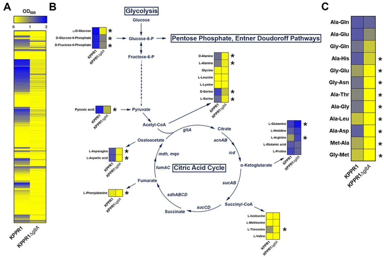 Deletion of gltA leads to diminished metabolic flexibility and distinct amino acid auxotrophy.(A) Heatmap summarizing BioLog Phenotype Microarray analysis of WT KPPR1 and KPPR1ΔgltA growth in in 288 carbon and nitrogen limited growth conditions indicates multiple conditions that sustained growth of WT KPPR1 but not KPPR1ΔgltA. (B) A subset of growth conditions summarizing glycolysis and non-essential amino acid biosynthesis that indicates a distinct amino acid auxotrophy is induced by deletion of gltA. Arrows from citric acid cycle intermediates indicate amino acids that utilize these intermediates for biosynthesis. (C) A subset of growth conditions summarizing dipeptide utilization that further indicates induction of a distinct amino acid auxotrophy by deletion of gltA (n = 3, mean displayed, *P < 0.05, Student’s t test).