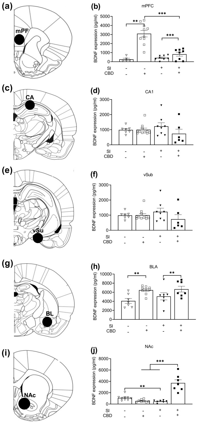 The effects of SI and CBD on BDNF expression: (a) rat brain atlas illustration indicating mPFC punch location. (b) CBD females demonstrated increased BDNF expression compared to SI and GH vehicle rats. Moreover, GH CBD rats demonstrated increased BDNF expression compared to SI CBD rats. (c) Rat brain atlas illustration indicating CA1 punch location. (d) No differences were observed in the CA1. (e) Rat brain atlas illustration indicating VSUB punch location. (f) No differences were observed in the VSUB. (g) Rat brain atlas illustration indicating BLA punch location. (h) CBD females demonstrated increased BDNF expression in the BLA compared to vehicle rats. (i) Rat brain atlas illustration indicating NAc punch location. (j) SI vehicle females demonstrated decreased BDNF expression compared to GH vehicle rats, and SI CBD females showed increased BDNF expression compared to SI vehicle and GH CBD rats. ** p < 0.01, *** p < 0.001.