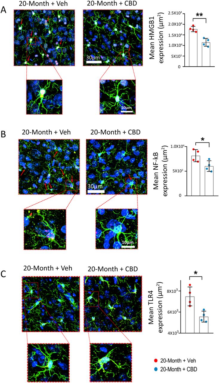 CBD attenuates age-induced neuroinflammation in the mPFC.Representative confocal images showing elevated expression of inflammatory mediators HMGB1 (A), NF-KB (B), and TLR4 (C) in the mPFC of 20-Month + Veh group. CBD treatment significantly reduced the expression of these inflammatory markers in aged mice. Green; microglia (IBA1+), Red: inflammatory mediators (HMGB1+ve, NF-KB +ve or TLR4 +ve), and Blue: nuclear staining (DAPI +ve). Data are presented as mean ± SEM and analysed using unpaired t-test. *p < 0.05, **p < 0.01. N = 4 mice per group. HMGB1: High Mobility Group Box 1; NF-KB: Nuclear Factor kappa B; TLR4: Toll-like Receptor 4; IBA1: Ionized calcium-binding adapter molecule 1; CBD: Cannabidiol.