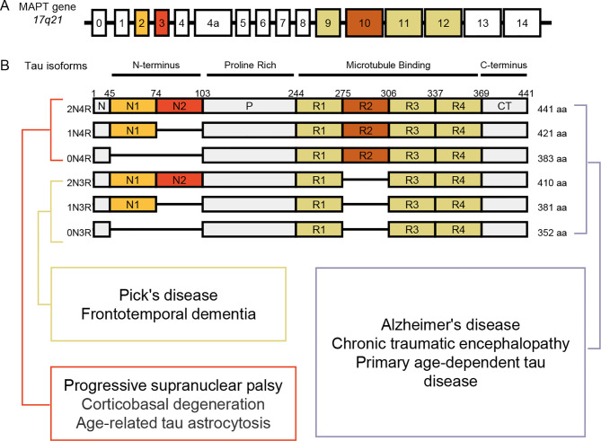 Schematic representation of human MAPT gene structureA: MAPT gene, located on chromosome 17q21, is composed of at least 16 exons. B: Alternative splicing of exons 2, 3, and 10 in MAPT pre-mRNA generates six isoforms. These give rise to different subtypes of tauopathy.