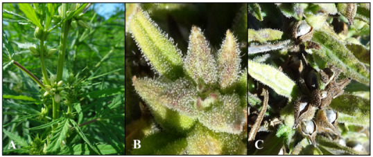 (A) Flowering hermaphrodite hemp plants and (B) glandular trichomes on juvenile or (C) swollen calyx or seeds.