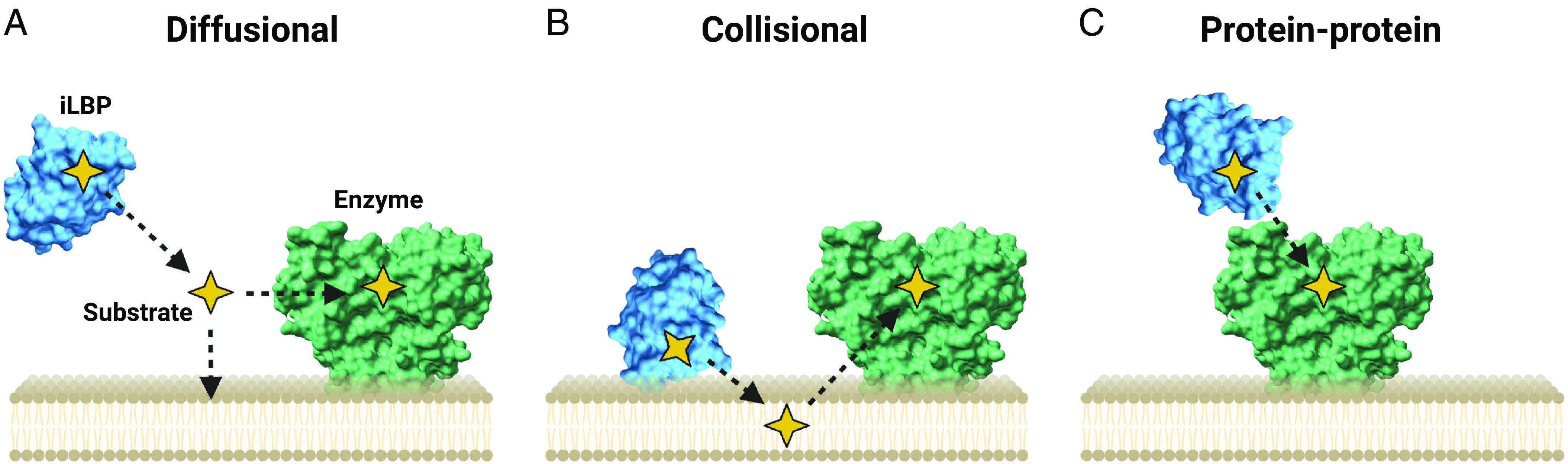 Three proposed models of ligand delivery by iLBPs. (A) The diffusional model requiring ligand release into solution, (B) the collisional model where iLBPs directly interact with phospholipids to transfer substrates to organelle membranes, and (C) direct transfer of substrates to metabolic enzyme via direct protein-protein interactions. (Figure created with BioRender.com.)