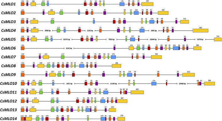 Intron–exon organization of the 14 manually curated CsMLO genes identified in the CBDRx genome. Exons are shown as rectangles and introns as lines. The exon color code simply allows demonstrating exon conservation across all sequences. The numbers above exons indicate the exon’s length (bp). Note that the STOP codon (3 bp) is included in the last exon’s length. Sequences exhibiting one or several large introns are severed where necessary (i.e., CsMLO4, CsMLO5, CsMLO6, and CsMLO10) and are therefore not drawn to scale.