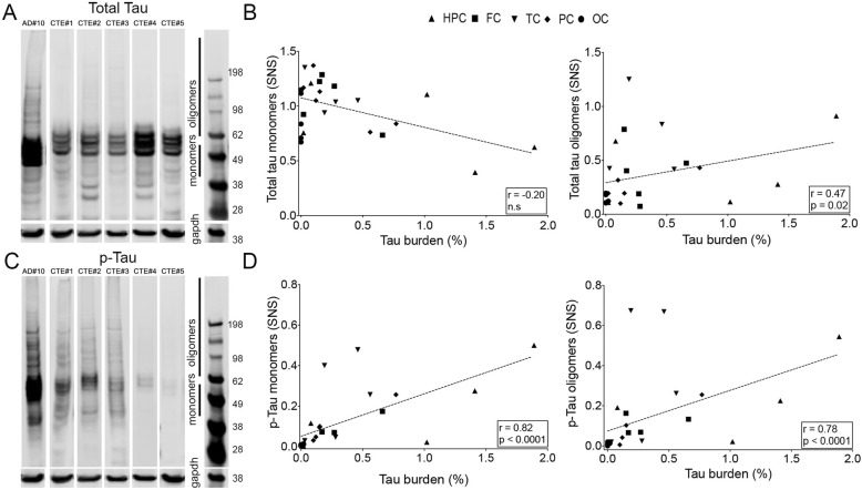 Representative images of Western Blot membranes probed with total tau (a) and PHF-1 (c) antibodies showing lower amounts of p-tau monomers and oligomers in CTE compared to AD brain samples. Significant correlations were found between total tau burden quantified on immunostained sections and levels of tau oligomers (b) and p-tau monomers and oligomers in CTE cases (d). Spearman r and p values are displayed on the graphs. Abbreviations: HPC: hipoccampus; FC: frontal cortex; TC: temporal cortex; PC: parietal cortex; OC: occipital cortex