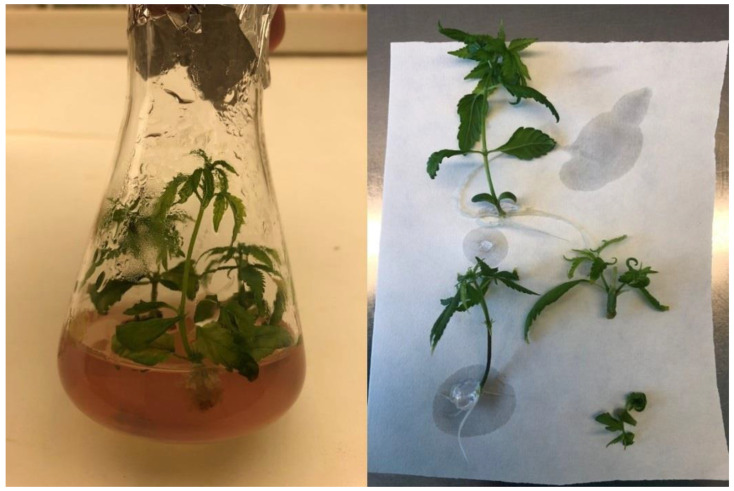 Multiplication of the ‘USO-31’ cultivar on ViVi 6 culture medium to achieve the required amount of biomass to establish the experiment with PEO-IAA.