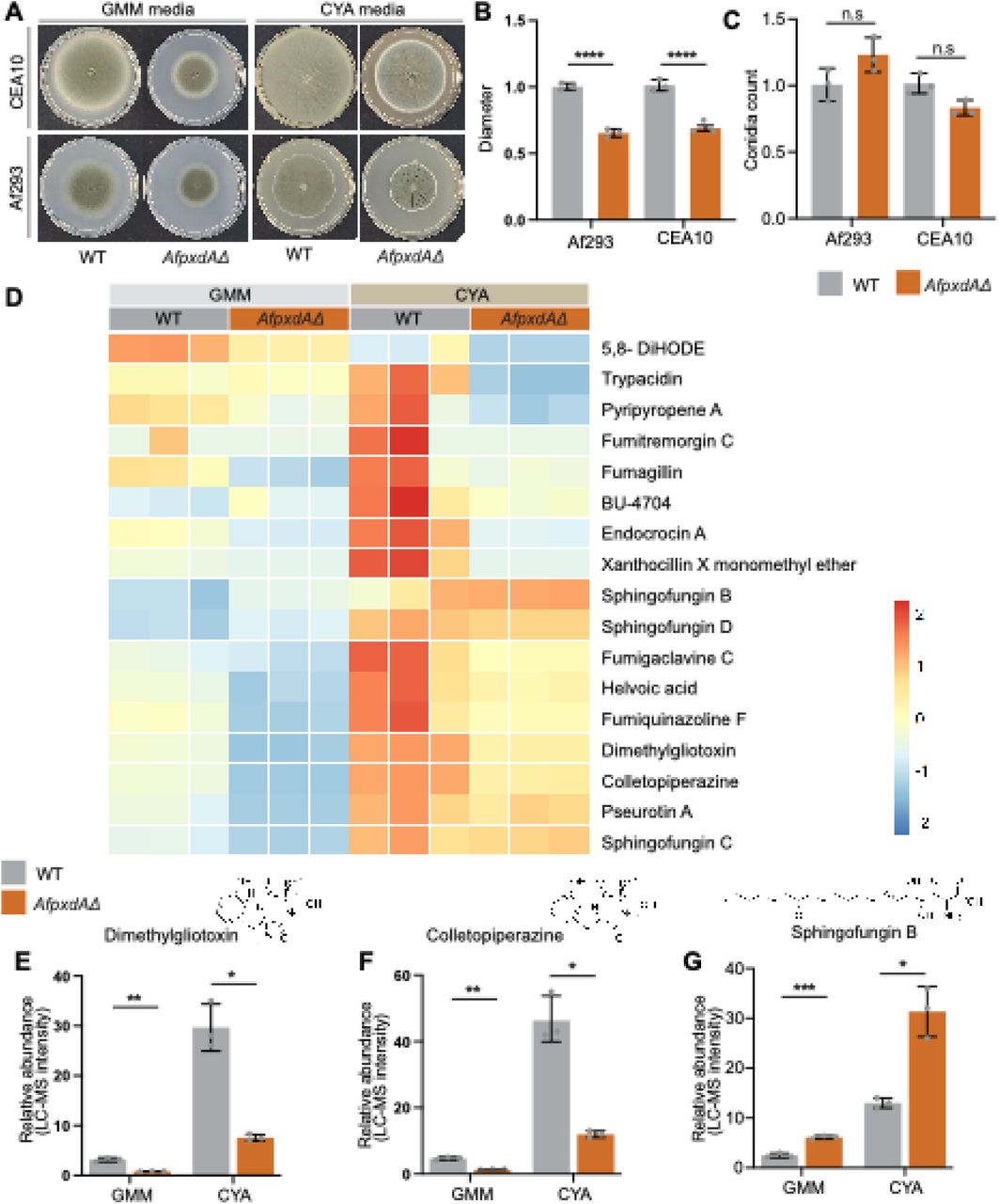 (related to figure 5). Loss of PxdA affects secondary metabolite production in A. fumigatus.(A) Image of agar plate showing growth phenotype for A. fumigatus (CEA10 and Af293) wild-type and AfpxdΔ strains grown on glucose minimal media (GMM) and Czapek yeast extract agar (CYA) media under dark conditions. (B) Quantification of radial growth on GMM plates normalized to WT strain. Data are represented as mean ± SD (n = 4 biological replicates). ** p < 0.01, *** p < 0.001 and n.s. (not significant) by unpaired t test. (C) Quantification of conidia from the strains grown on GMM plates and count was normalized to the WT strain. (D) Heatmap showing levels of differentially regulated secondary metabolites in Af293 wild-type and AfpxdΔ strains grown on GMM and CYA media under dark conditions at 25°C. The color scale represents high (red) and low (blue) abundance values detected by LC–MS analysis. (E-F) Bar plots showing the relative abundance of dimethylgliotoxin (E), colletropiperazine (F), in Af293 wild-type and AfpxdΔ strains. (G) Bar plots showing the relative abundance of sphingofungin B in CEA10 wild-type and pxdAfΔ strains Data are presented as mean ± SD (n = 3 biological replicates). * p < 0.05, ** p < 0.01 and *** p < 0.001, by unpaired t test.