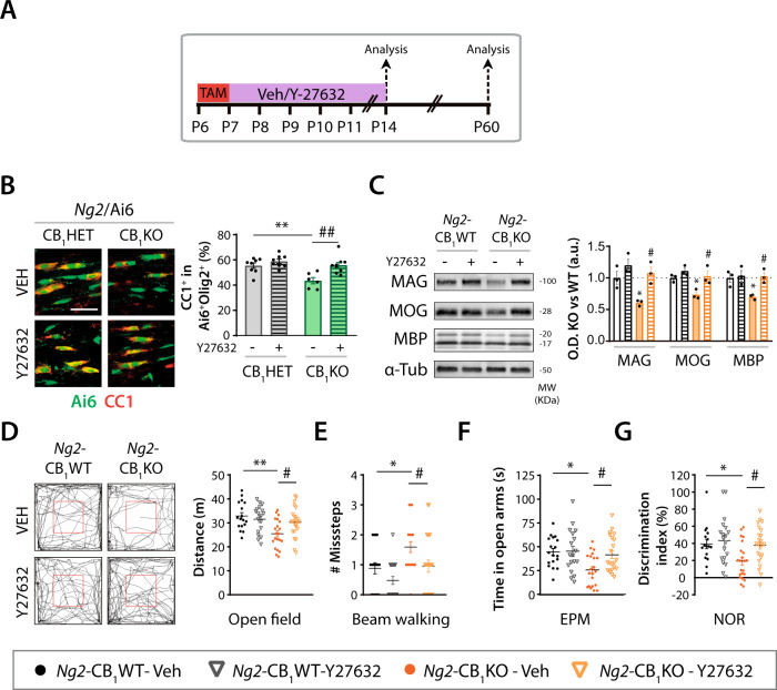 Pharmacological inactivation of ROCK overcomes the defects in oligodendrogenesis and myelination of CB1 deficient OPC.A Tamoxifen-driven recombination was induced at postnatal day 6 (P6-P7) in Ng2-CB1KO, Ng2-CB1WT, Ng2/Ai6-CB1KO and Ng2/Ai6-CB1HET mice followed by administrations of the ROCK inhibitor Y-27632 (10 mg/kg), and tissue was analyzed at P11 or P60. B Immunofluorescence analysis and quantification of the percentage of CC1+ oligodendrocytes among the recombinant Ai6+Olig2+ population at P11. C Western blot analysis of the myelin associated proteins, myelin-associated glycoprotein (MAG), myelin oligodendrocyte glycoprotein (MOG), and myelin basic protein (MBP) in corpus callosum extracts at P60. Quantification of optical density (O.D.). D–G Behavioral analysis of Ng2-CB1KO and Ng2-CB1WT mice at P60. D Open field test. Representative images of mouse trajectories. Quantification of total distance travelled. E Beam walking test. Quantification of missteps. F Elevated plus maze (EPM) test. Quantification of the time spent in open arms. G Novel object recognition (NOR) test. Quantification of the discrimination index. Data are shown as mean ± SEM. n = 6–9 for B, n = 3 for C, 16–24 for D–G, independent data points were used for each experimental group. *p ≤ 0.05, **p ≤ 0.01 vs Veh-treated Ng2/Ai6-CB1HET or Ng2-CB1WT mice; #p ≤ 0.05, ##p ≤ 0.01 vs Veh-treated Ng2/Ai6-CB1KO mice or Ng2-CB1KO mice by two-way ANOVA followed by Tukey´s multiple comparisons. Scale bar, 20 µm in B.