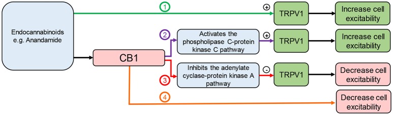 Interaction between endocannabinoids, TRPV1, and CB1. Endocannabinoids can: (1) directly activate TRPV1 leading to cannabinoid receptor 1 (CB1)-independent effects; (2) activate CB1 leading to activation of the phospholipase C pathway enhancing TRPV1 activity; (3) activate CB1 leading to inhibition of the adenylate cyclase pathway inhibiting TRPV1 activity; (4) activate CB1 leading to TRPV1-independent effects.