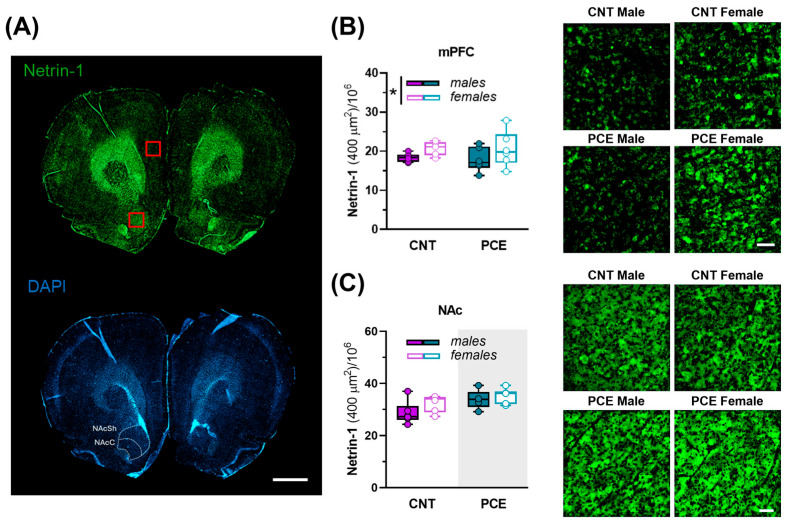 Netrin-1 immunoreactivity in the medial prefrontal cortex (mPFC) and nucleus accumbens (NAc) of PCE and control male and female rats. (A) Representative coronal section immunostained for Netrin-1 (top, green) and DAPI (bottom, blu). Red squares indicate representative regions of interest for mPFC and NAc. Scale bar: 1000 µm; (B) Graph and related images showing the density of Netrin-1 in the mPFC of control (CNT) and PCE male and female rats (2way ANOVA, * p = 0.0428, main effect of sex; n rat = 6–7). Data are reported as mean ± SEM. Scale bar: 50 µm. (C) Graph and related images showing the density of Netrin-1 in the NAc of CNT and PCE male and female rats (2way ANOVA, p = 0.0148, main effect of PCE (shaded gray area); n rat = 5–6). Scale bar: 50 µm. All data are reported as the mean ± SEM. Abbreviations: NAcC, nucleus accumbens core; NAcSh, nucleus accumbens shell.